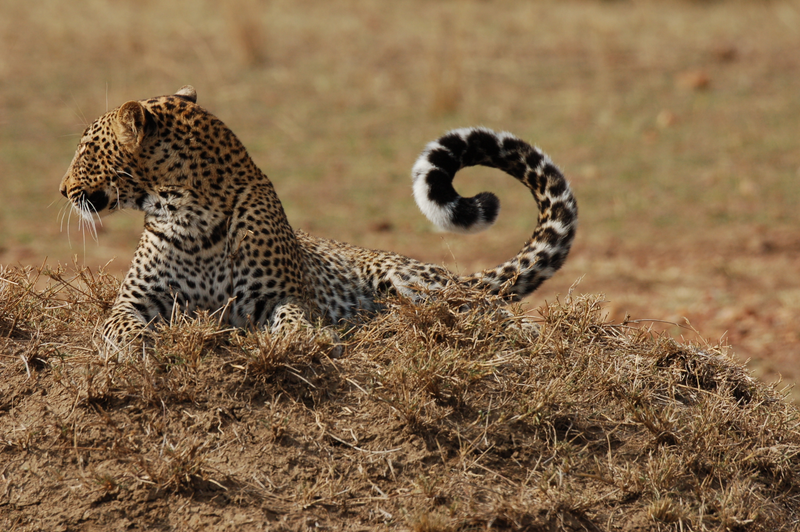 Illustration for article titled Out of Africa. More Leopards.